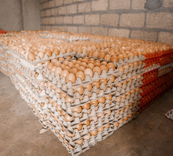 Commercial Eggs Production
