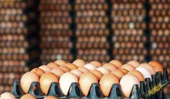 One Egg a Day: A Simple Gift That Changes Everything